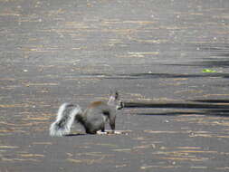 Image of Sciurus subgen. Otosciurus Nelson 1899