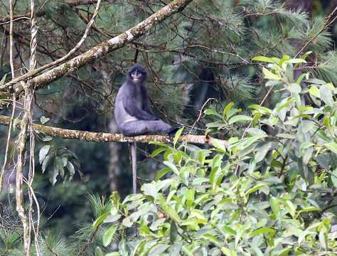 Image of Grizzled Leaf Monkey