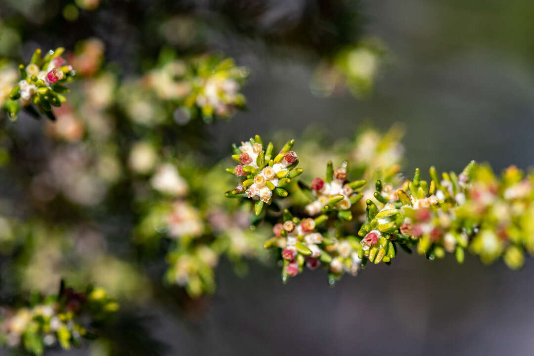 Image of Erica axillaris Thunb.