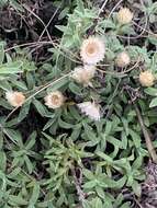 Image of Helichrysum confertifolium Klatt