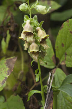 Image of Digitalis ferruginea subsp. schischkinii (Ivan.) Werner