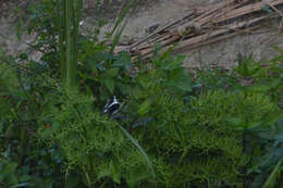 Image of Pied Water Tyrant