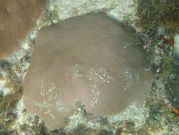 Image of Broadstripe goby