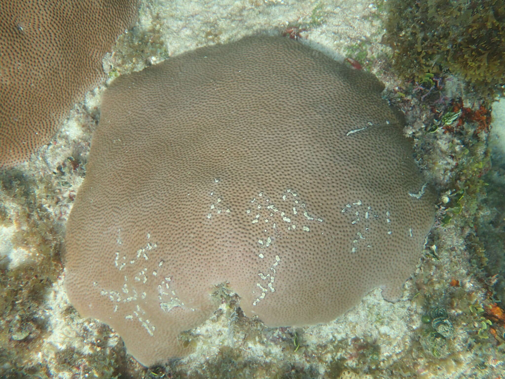 Elacatinus prochilos (Böhlke & Robins 1968)的圖片