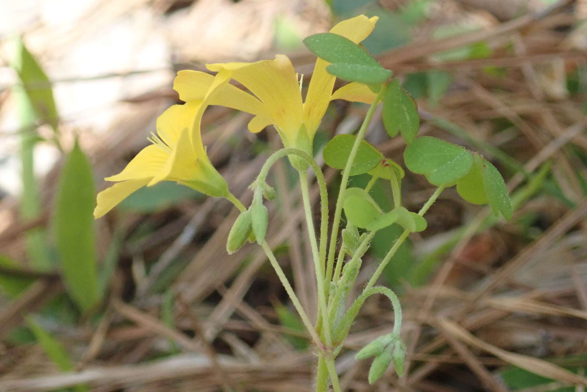 Imagem de Oxalis priceae subsp. colorea (Small) Eiten