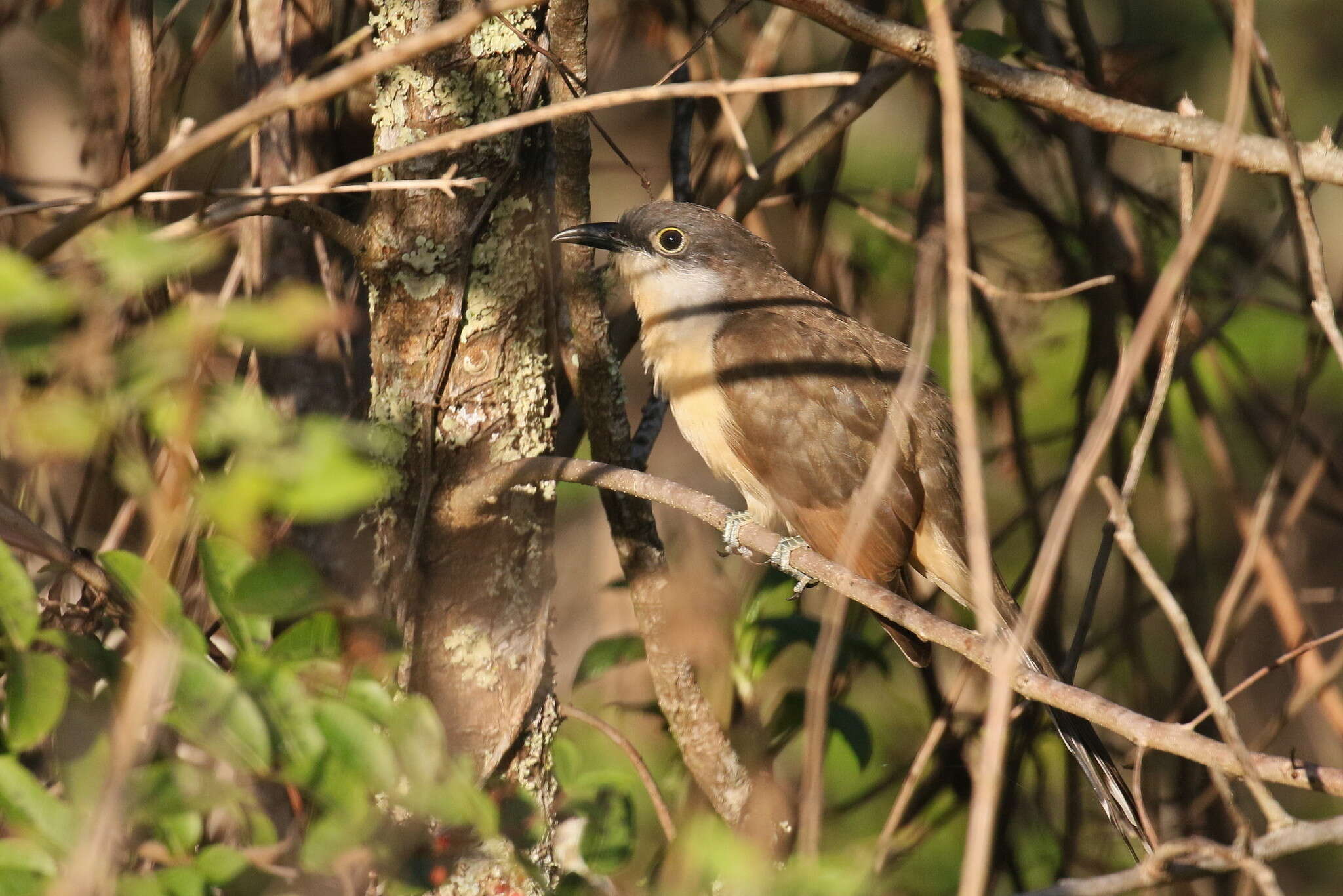 Image of Dark-billed Cuckoo