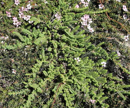 Image of Pimelea urvilleana A. Rich.