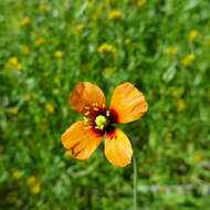 Image of windpoppy