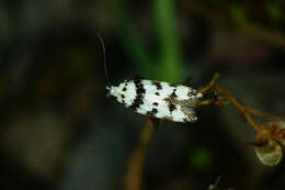 Pseudotelphusa scalella Scopoli 1763的圖片