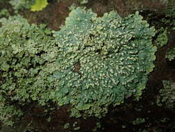 Image of Mustard lichen