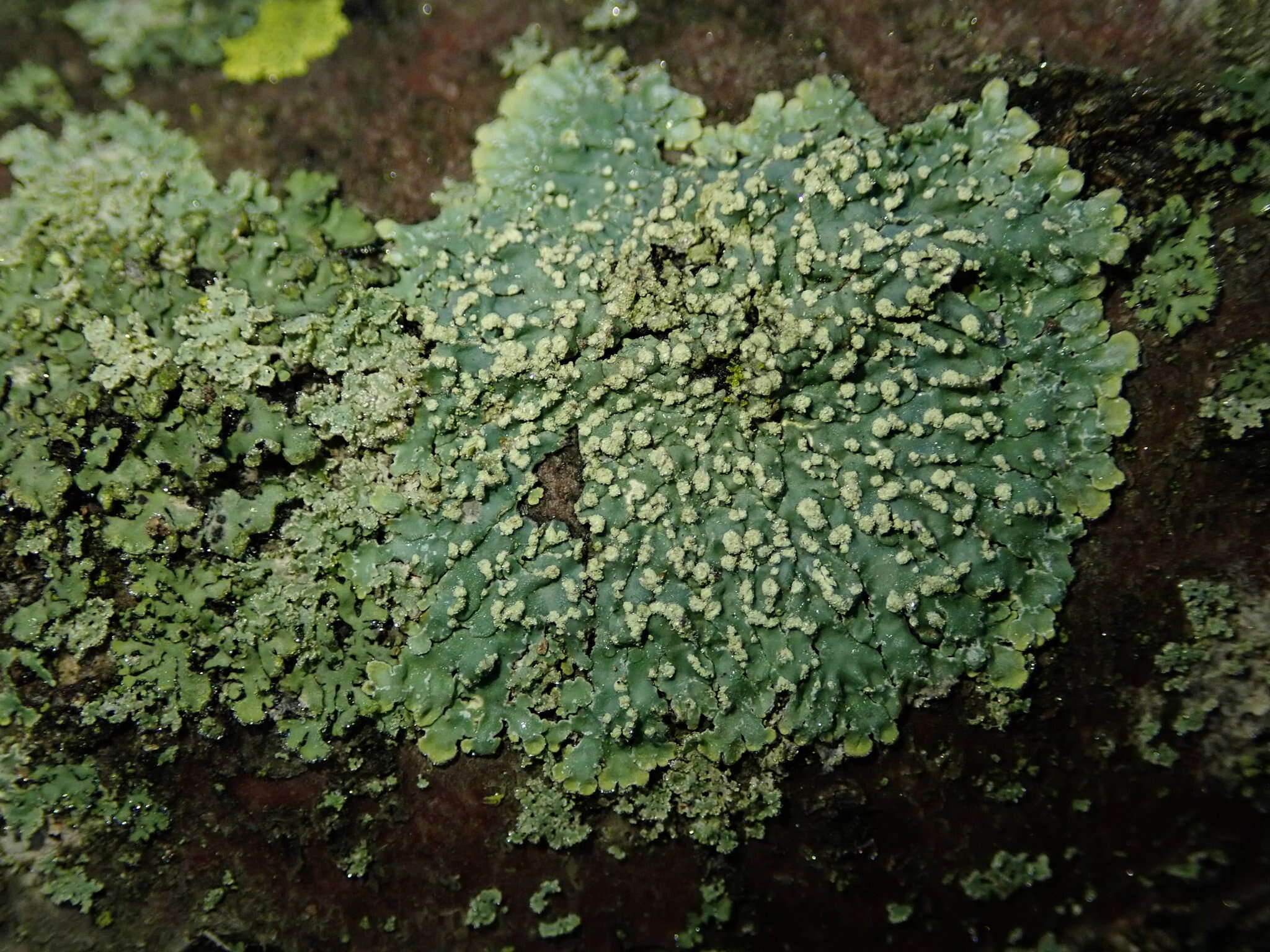 Image of Mustard lichen