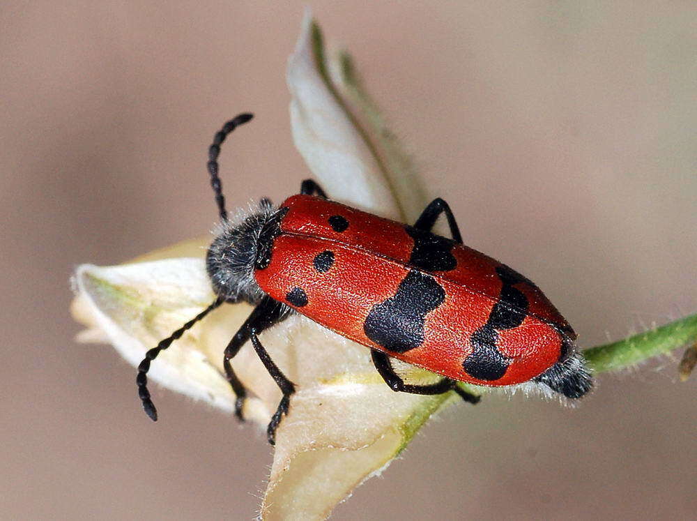 Image of <i>Mylabris sedecimpunctata</i>