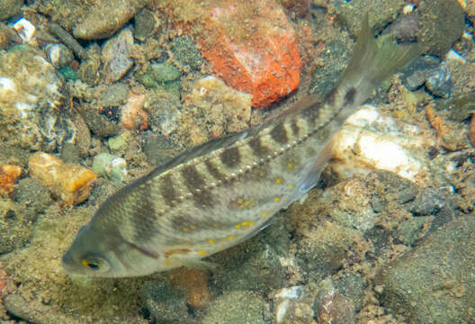 Image of Tule Perch