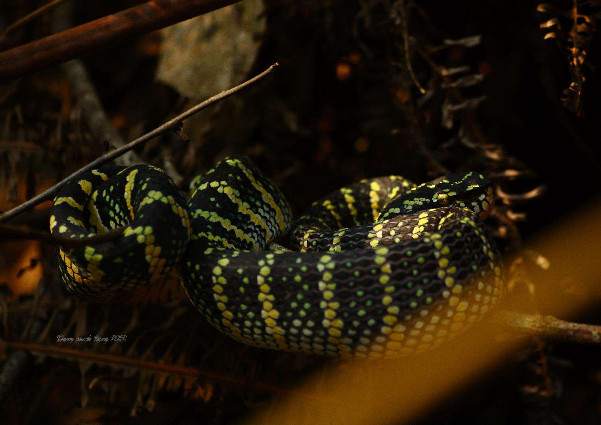 Image of Wagler's Keeled Green Pit Viper