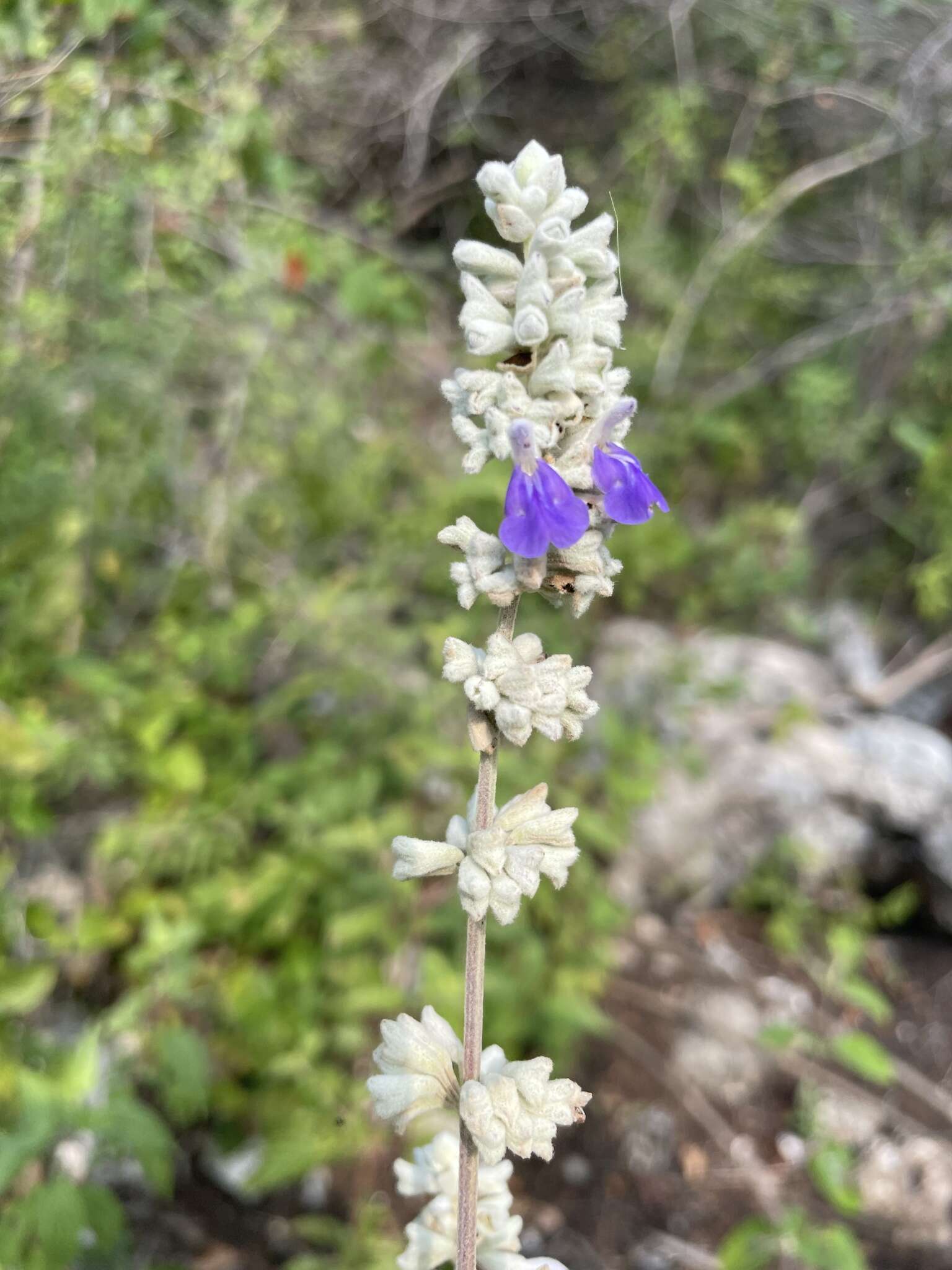 Salvia breviflora Moc. & Sessé ex Benth. resmi