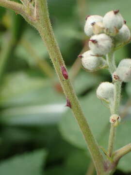 Rubus niveus Thunb. resmi