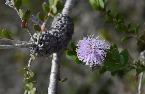 Image of Melaleuca nesophila F. Müll.