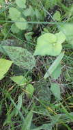 Image of Hieracium glaucinum subsp. similatum (Jord. ex Bor.) Gottschl.