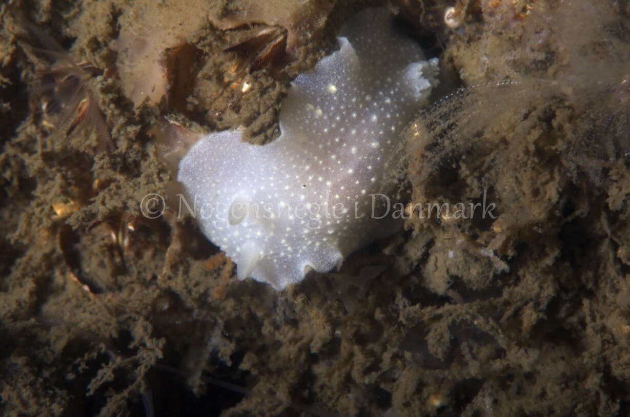 Image of white Atlantic cadlina