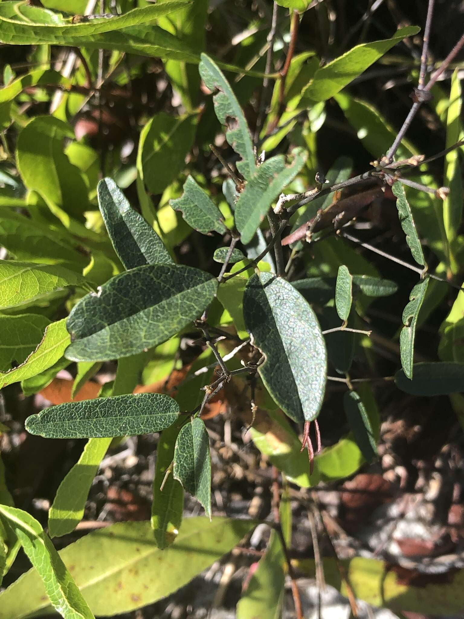 Plancia ëd Clitoria fragrans Small