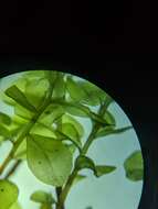 Image of pseudobryum moss