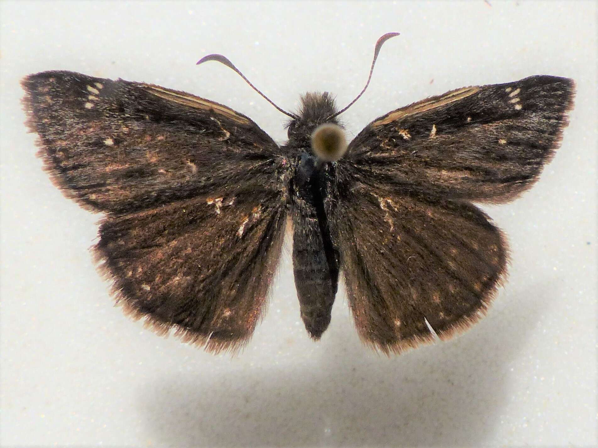 Image of Erynnis persius borealis Cary 1906