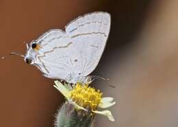 Imagem de Hypolycaena philippus philippus