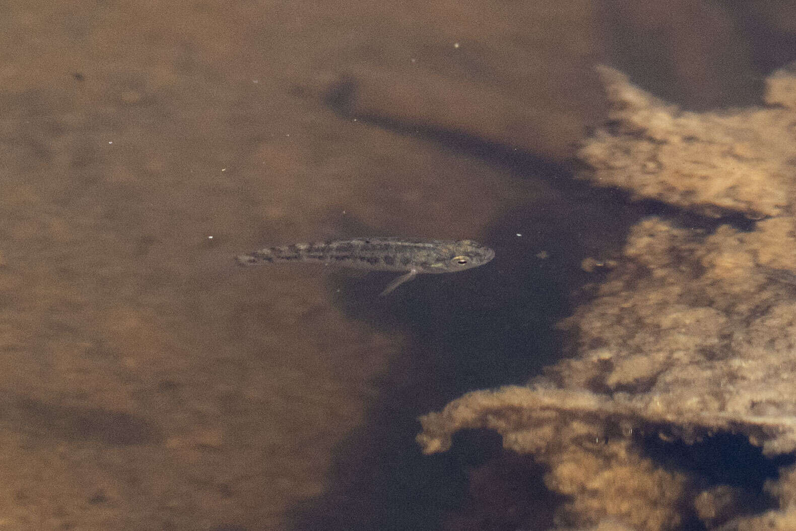 Image of Desert Pupfish