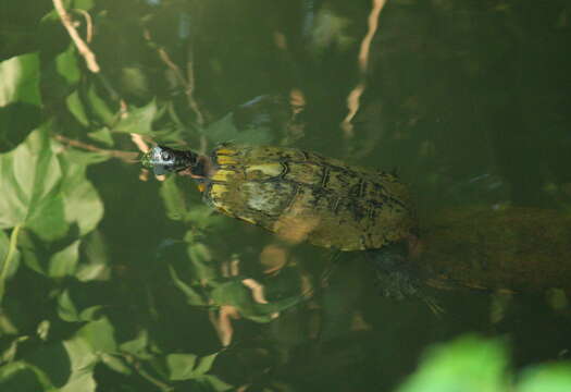 Image of slider turtle, red-eared terrapin, red-eared slider