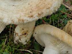 Image of Lactarius citriolens Pouzar 1968