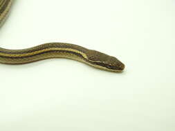 Image of Nuevo Leon Graceful Brown Snake