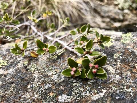 Imagem de Nematolepis ovatifolia (F. Müll.) Paul G. Wilson