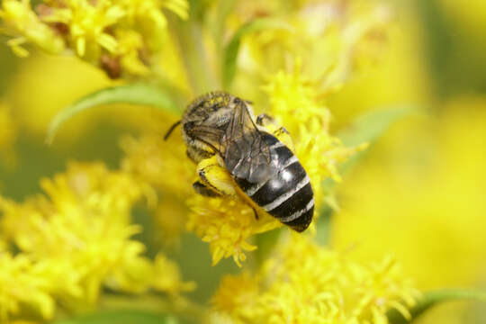 Image of Colletes simulans armatus Patton 1879