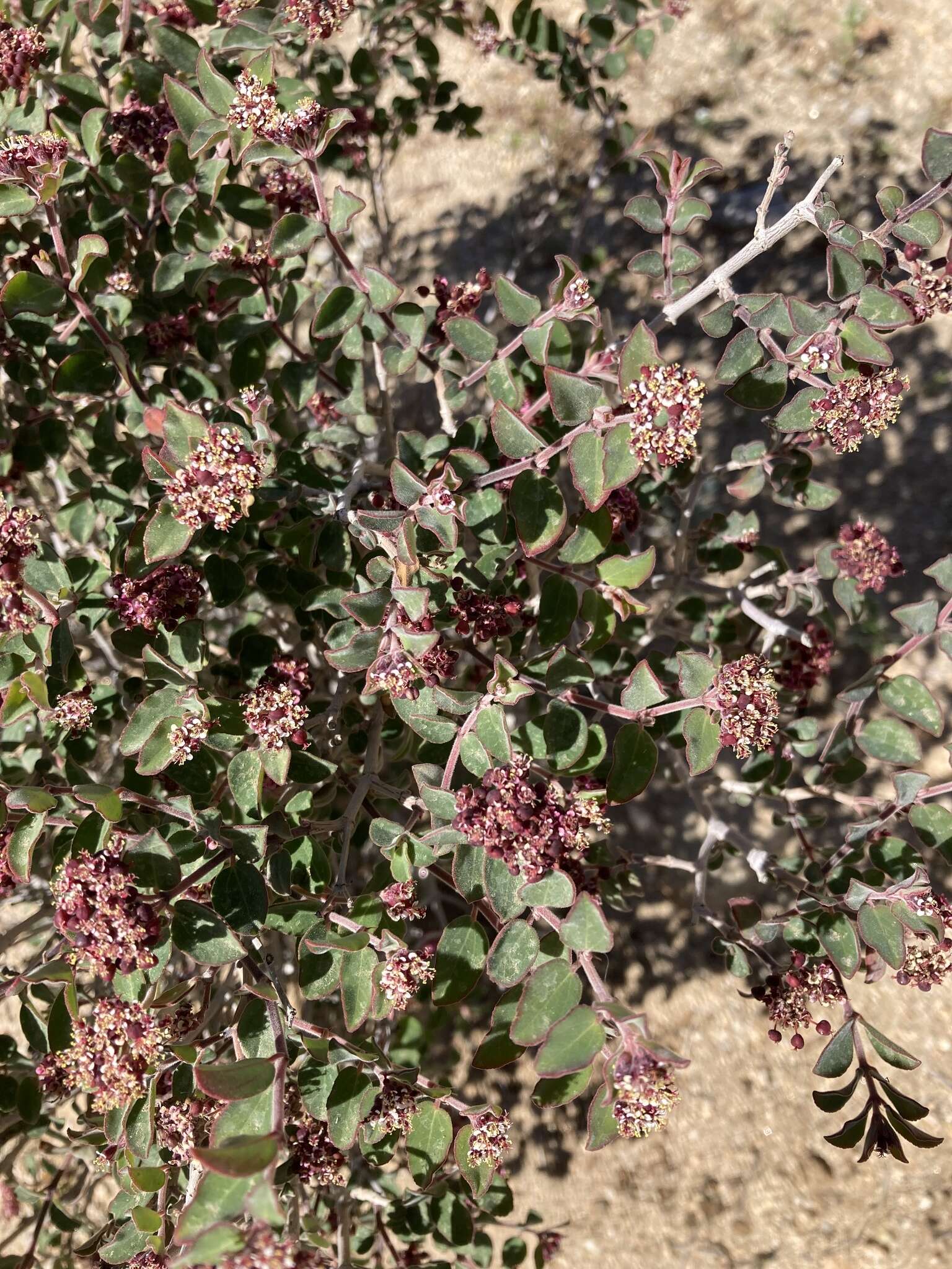 صورة Euphorbia tomentulosa S. Watson