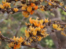 Image of <i>Butea monosperma</i> var. <i>lutea</i>