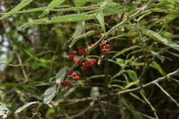 Image of Debregeasia longifolia (Burm. fil.) Wedd.