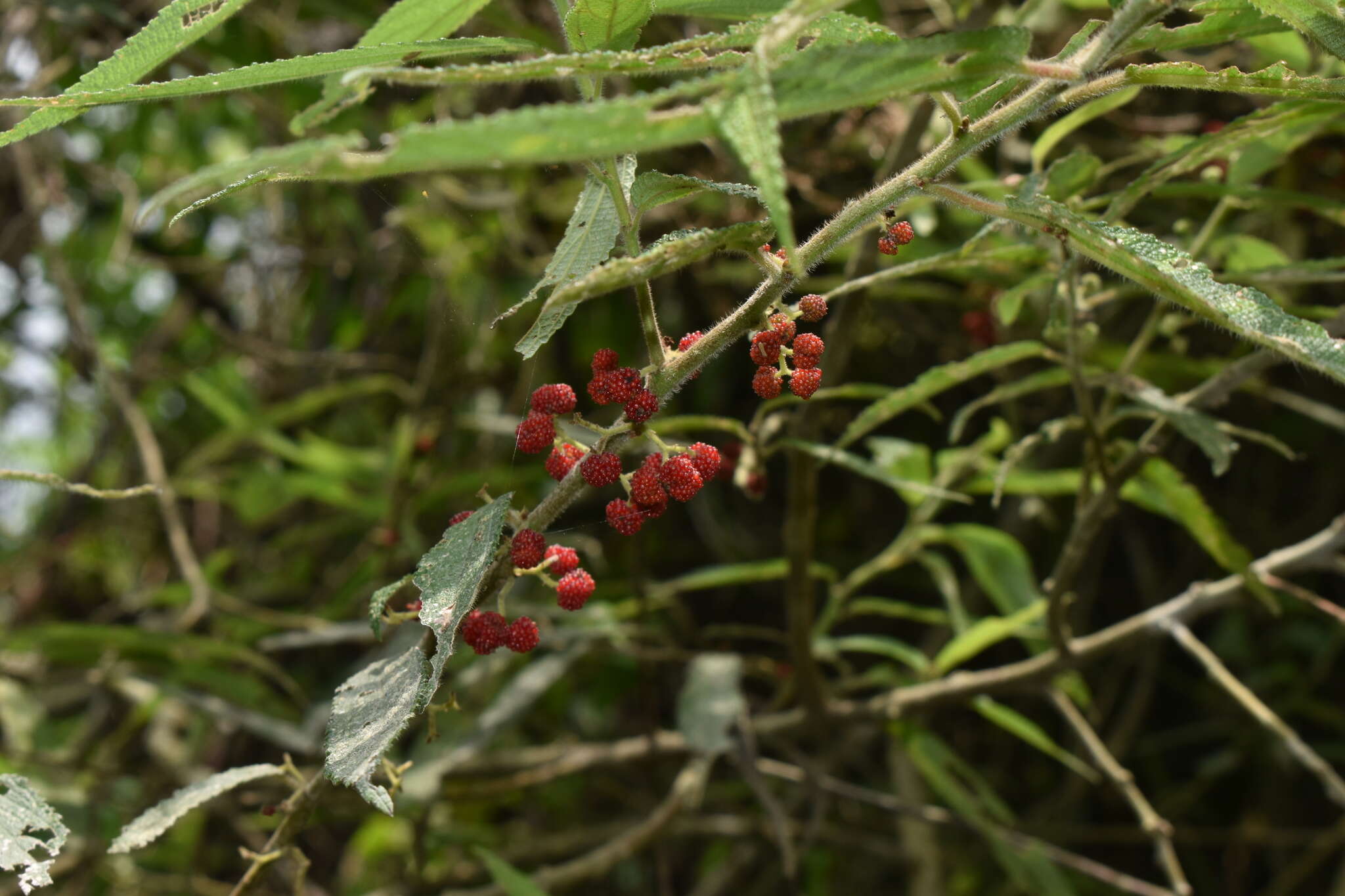 Imagem de Debregeasia longifolia (Burm. fil.) Wedd.