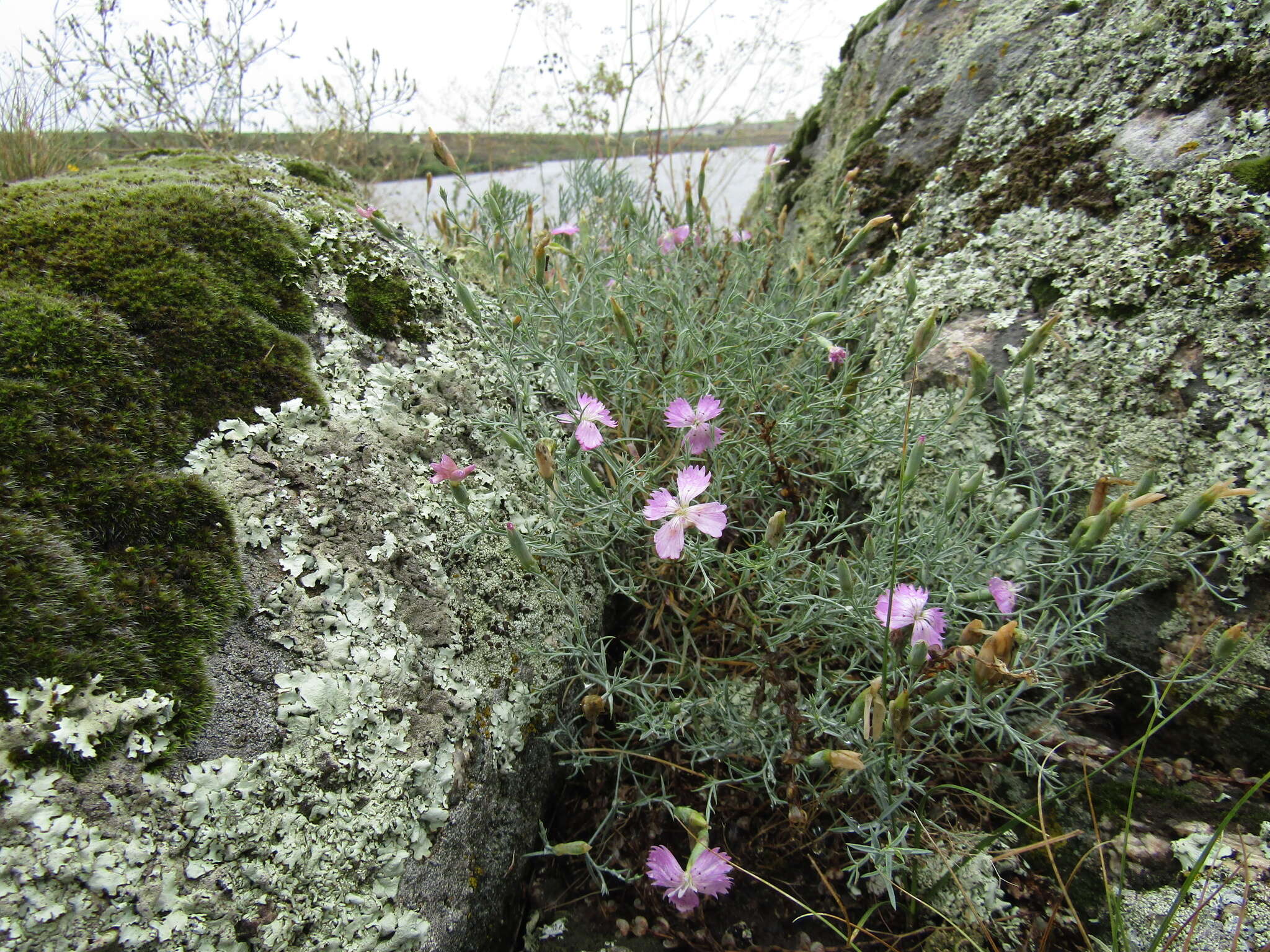 Dianthus hypanicus Andrz.的圖片