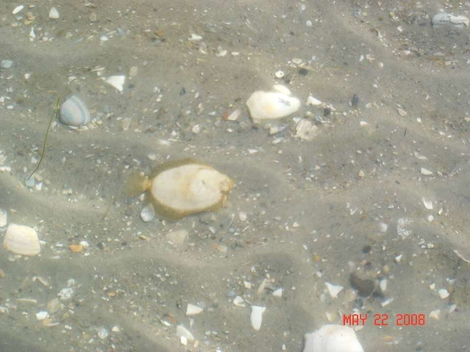 Image of Flounder