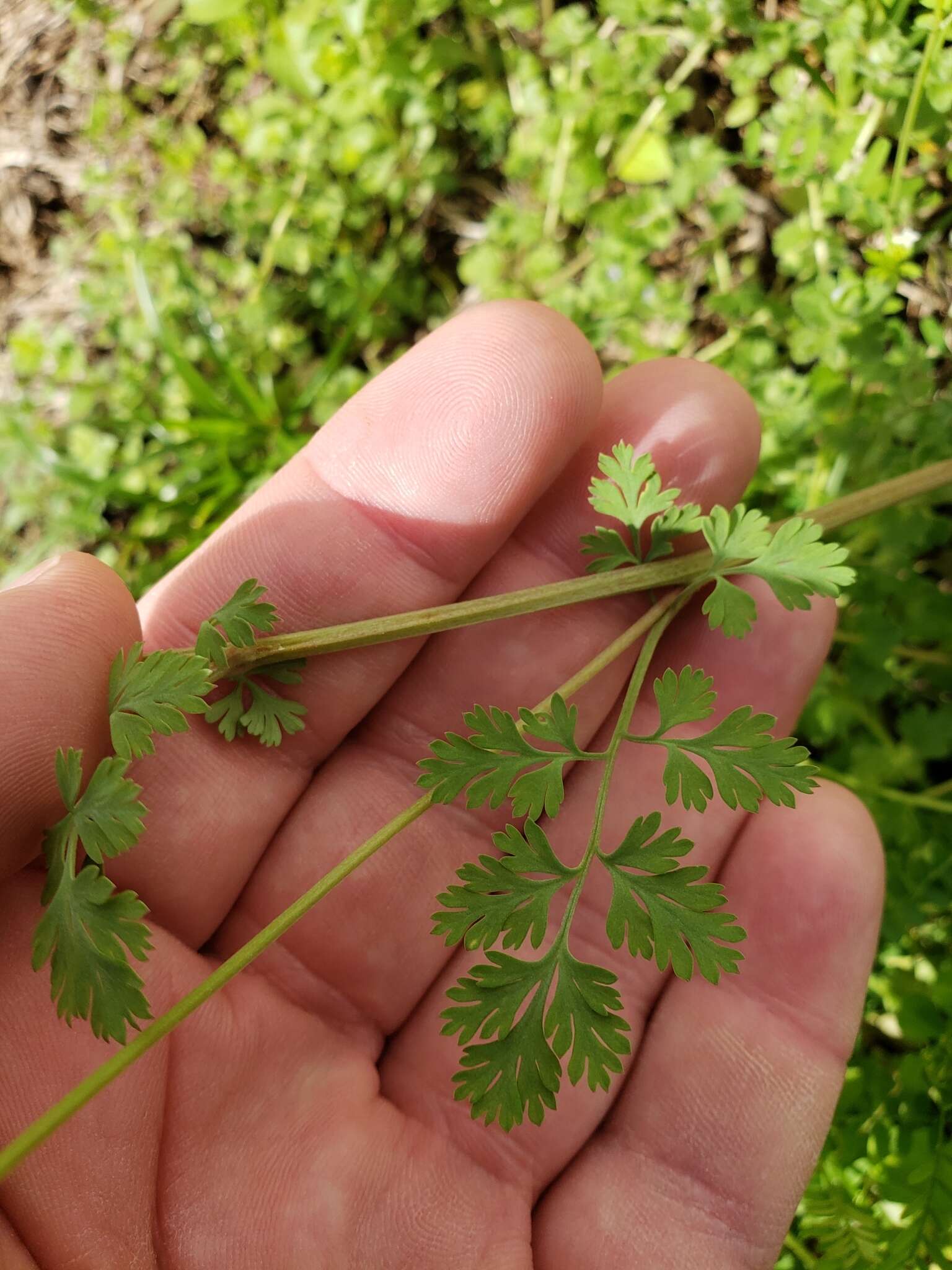 Image of smallflower fumewort