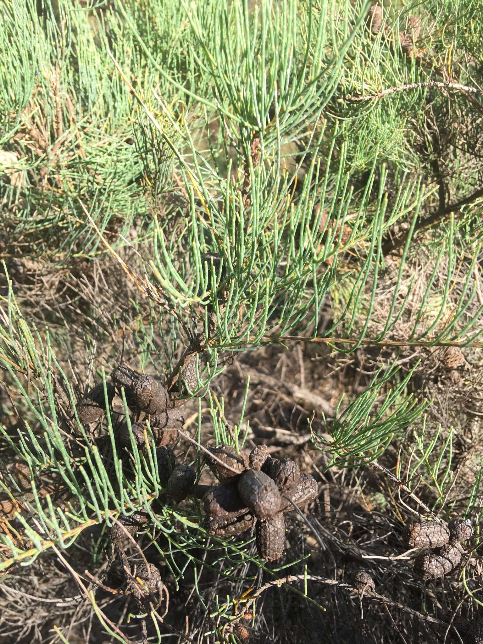 Image of Allocasuarina humilis (Otto & A. Dietr.) L. A. S. Johnson