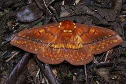 Image of Procitheronia principalis (Walker 1855)