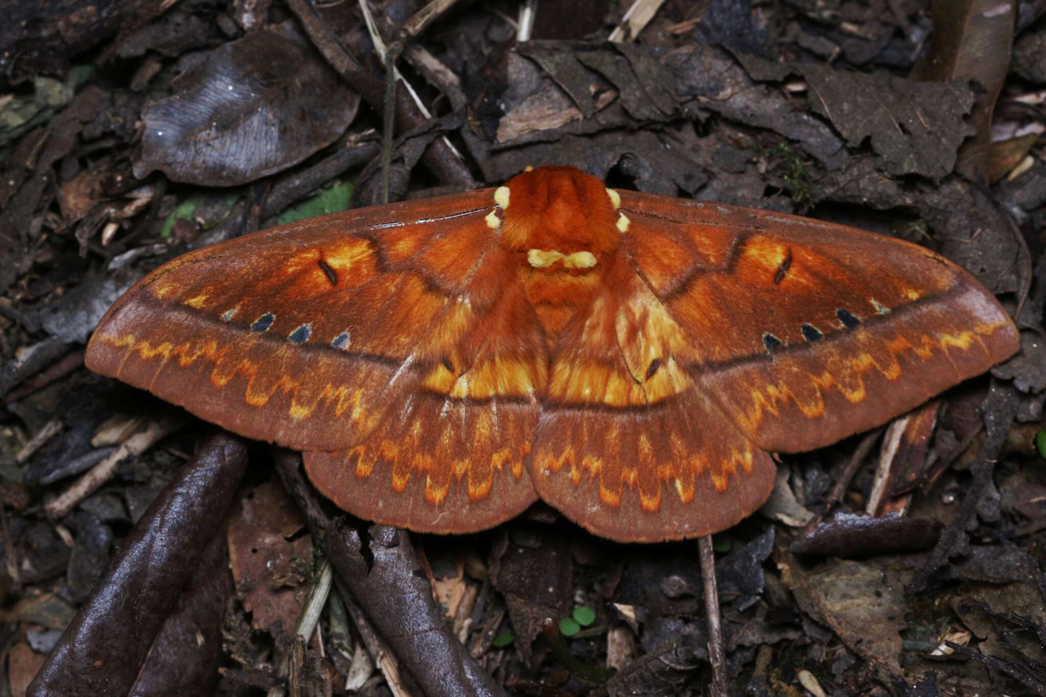 Image of Procitheronia principalis (Walker 1855)