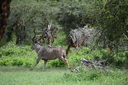 Image of Tragelaphus strepsiceros chora (Cretzschmar 1826)