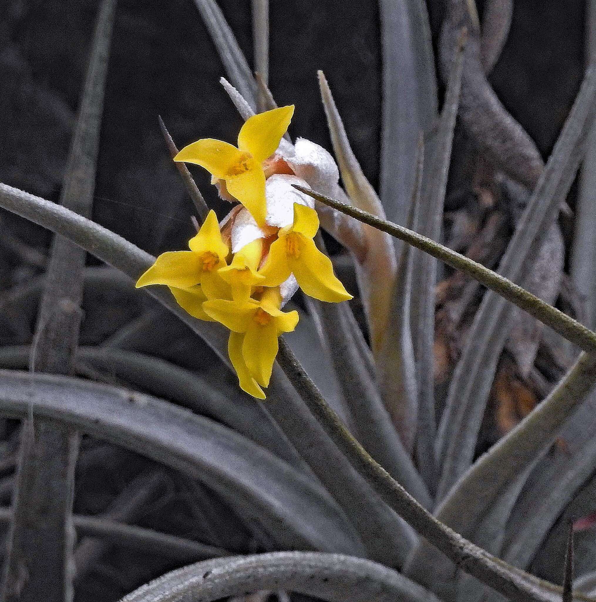 Imagem de Tillandsia ixioides subsp. ixioides