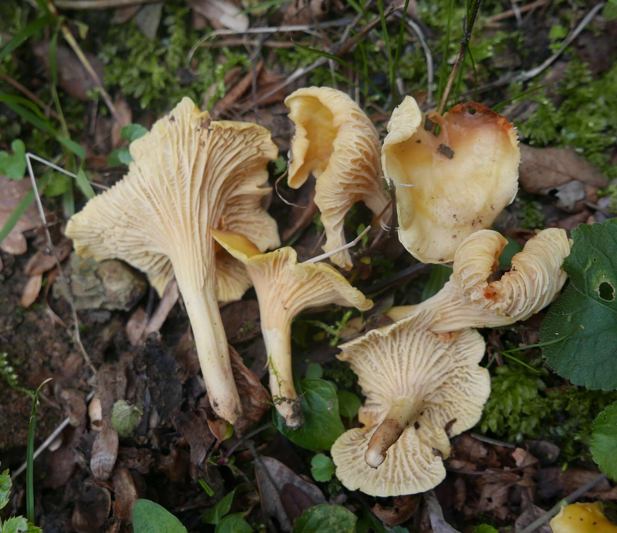 Image of Cantharellus ferruginascens P. D. Orton 1969