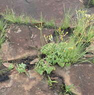 Plancia ëd Senecio oxyriifolius subsp. oxyriifolius