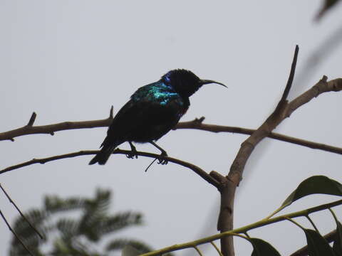 Image of Splendid Sunbird