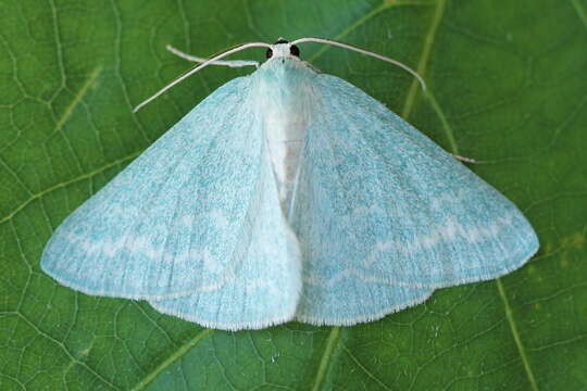 Image of grass emerald