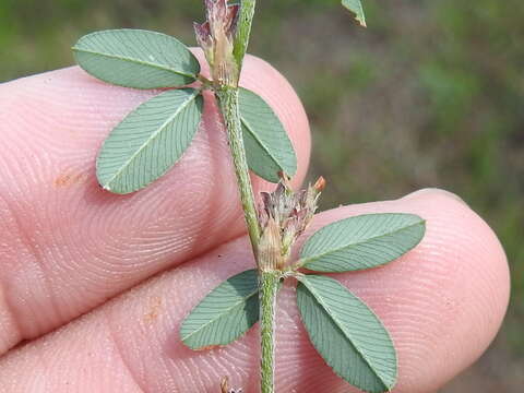 Imagem de Kummerowia striata (Thunb.) Schindl.